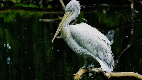 Pelican Fotos de archivo
