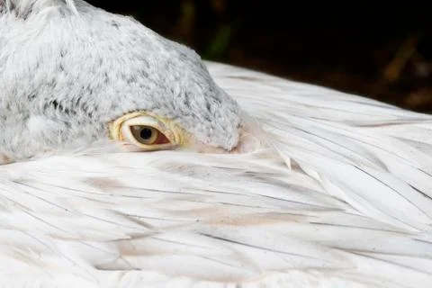 Pelican Foto stock