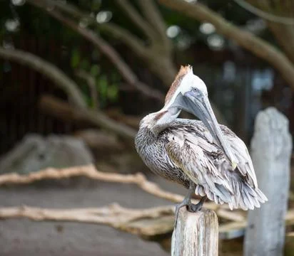 Pelican Stock Photos