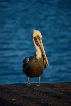 Pelican 库存照片