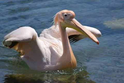 Pelican Stock Photos