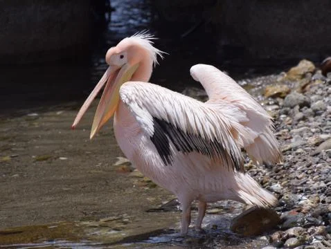 Pelican Stock Photos