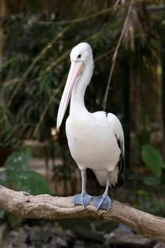 Pelican Stock Photos