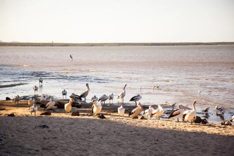 Pelican Stock Photos