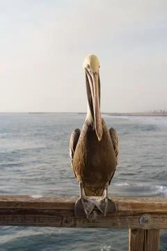 Pelican Stock Photos