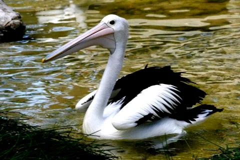 Pelican Stock Photos