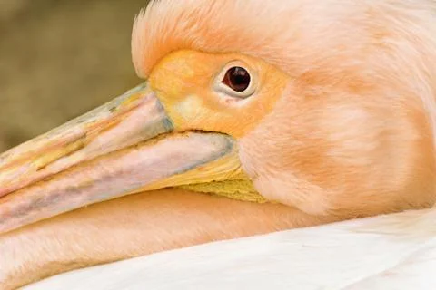 Pelican Stock Photos