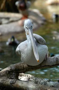Pelican Stock Photos