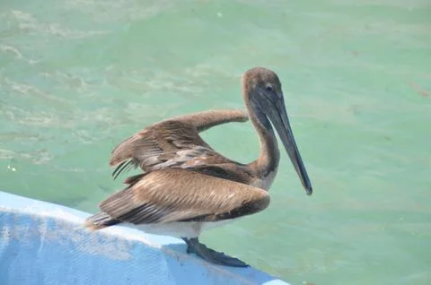 Pelican 写真素材