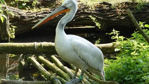 Pelican. Stock Photos