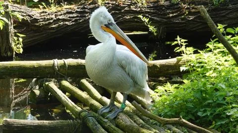 Pelican. Stock-Fotos