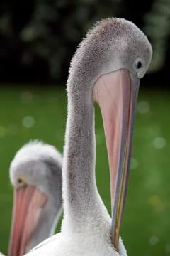 Pelican Stock Photos