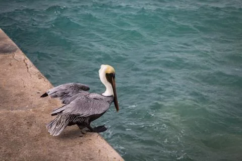 Pelican Stock Photos