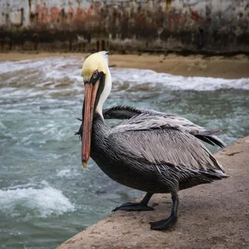 Pelican Stock Photos