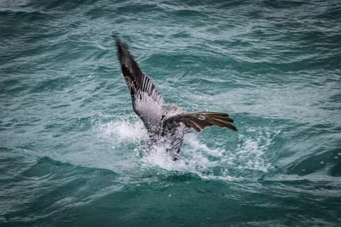 Pelican Stock Photos