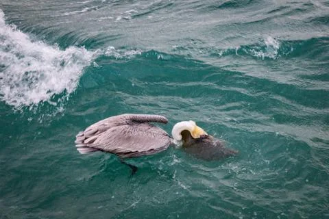 Pelican Stock Photos