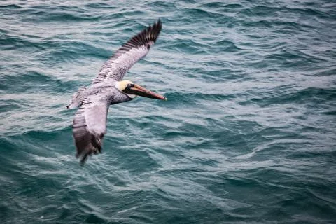 Pelican Stock Photos