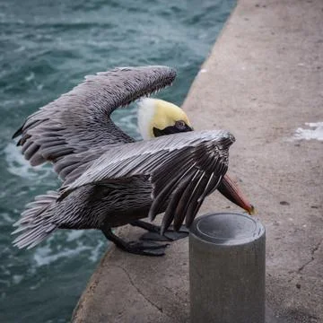 Pelican Stock Photos
