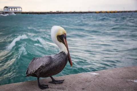 Pelican Stock Photos