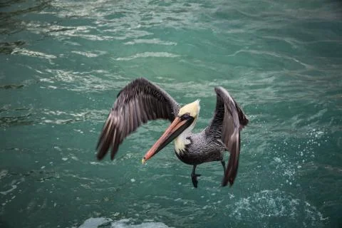 Pelican Stock Photos