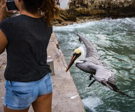 Pelican Stock Photos