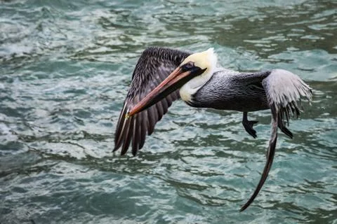 Pelican Stock Photos
