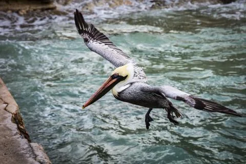 Pelican Stock Photos