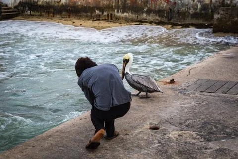 Pelican Stock Photos