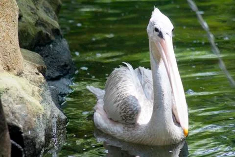 Pelican Stock Photos