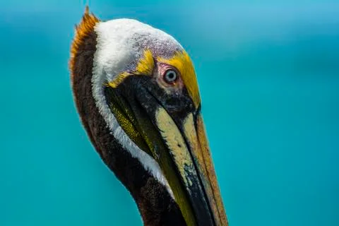 Pelican Stock Photos