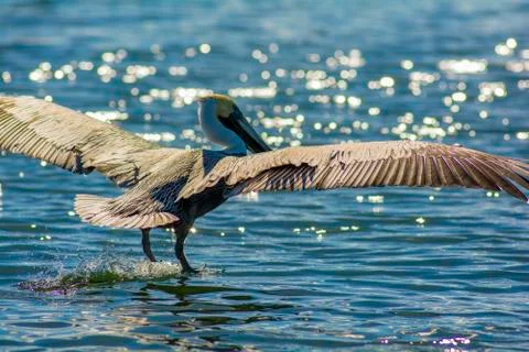 Pelican Fotos Stock
