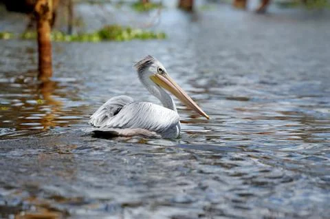 Pelican Stock Photos