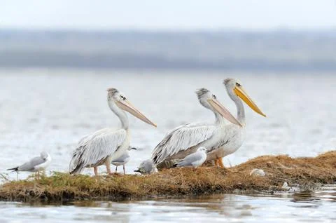 Pelican 스톡 사진