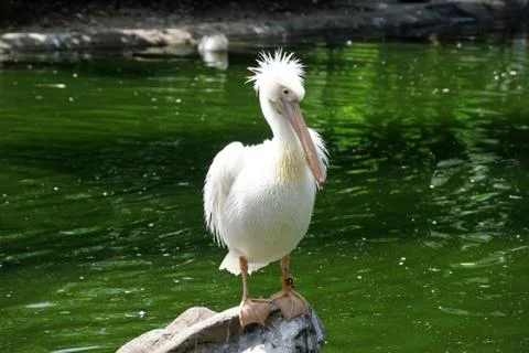 Pelican Stock Photos