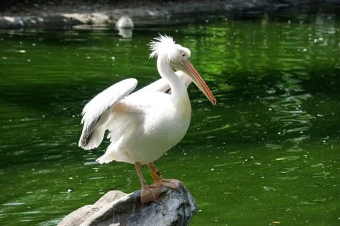 Pelican Stock Photos