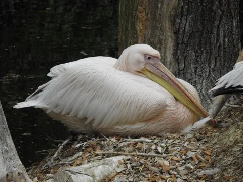 Pelican Stock Photos