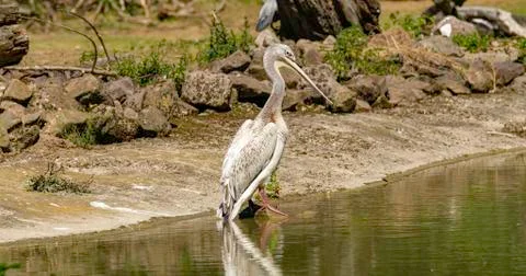 Pelican Foto stock