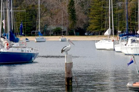 The pelican Stock Photos