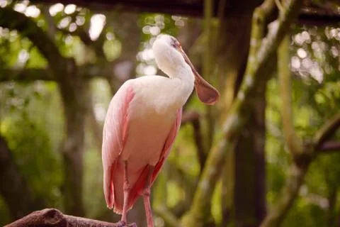 Pelican Stock Photos