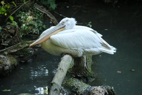 Pelican 库存照片