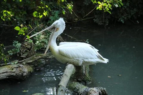 Pelican 库存照片