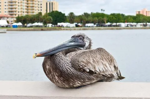 Pelican Stock Photos