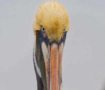 Pelican Stock Photos
