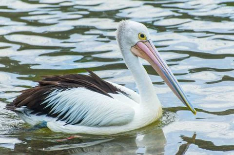 Pelican Foto stock