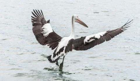 Pelican Stock Photos