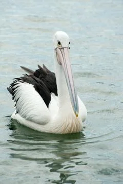 Pelican Stock Photos