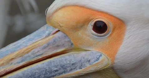 Pelican Stock Photos