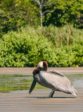 Pelican Stock Photos