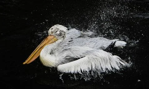 Pelican Stock Photos