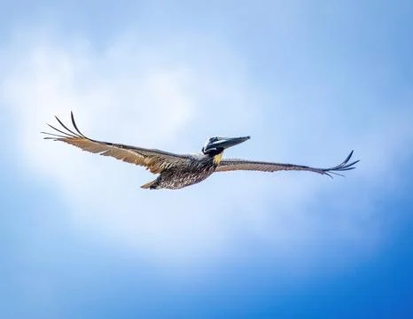 Pelican Stock Photos